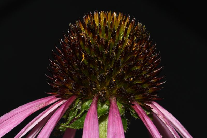 Echinacea simulata, photographed by Brian Finzel
