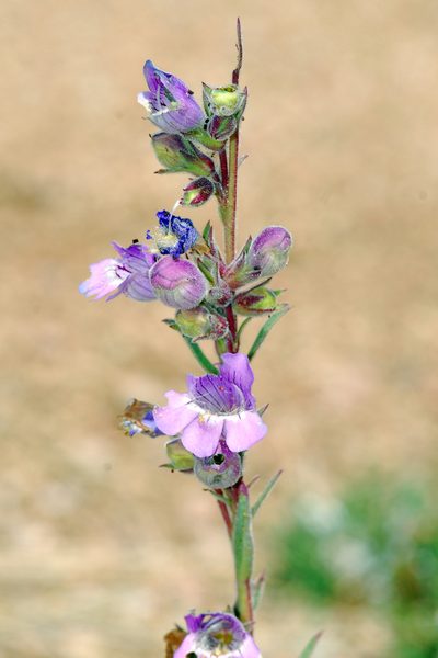 Penstemon ophianthus, photographed by Tom Kennedy