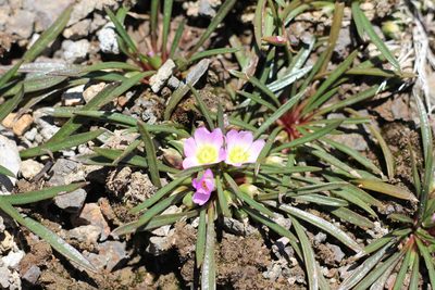Calandrinia colchaguensis, photographed by Romi Galeota Lencina