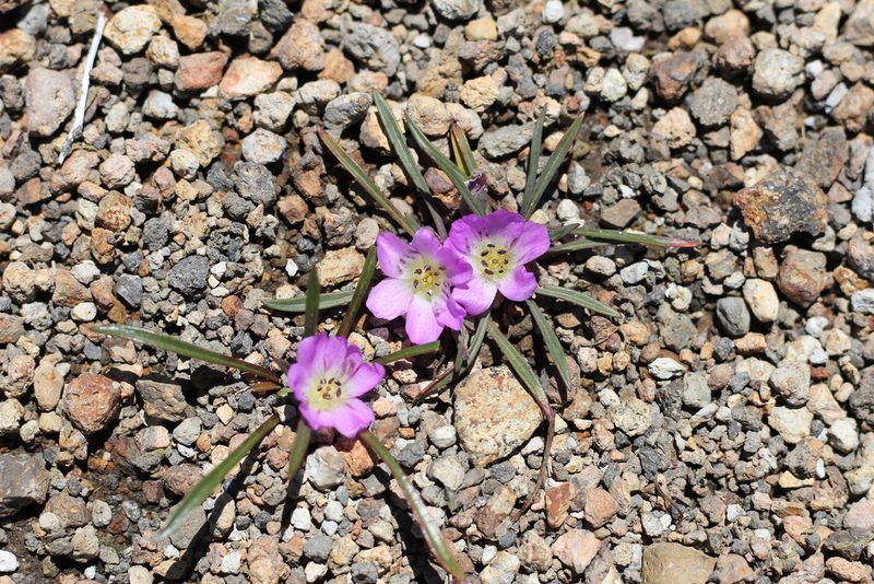 Calandrinia colchaguensis, photographed by Romi Galeota Lencina