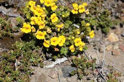 Euphrasia andicola, photographed by Romi Galeota Lencina
