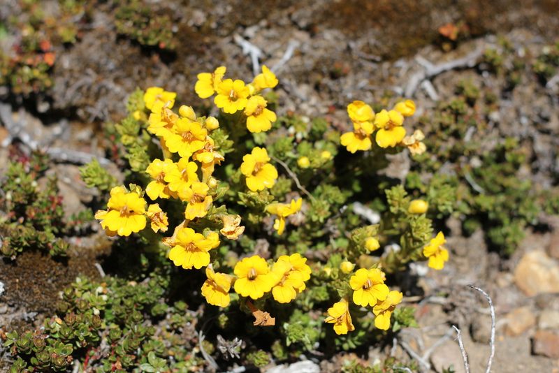 Euphrasia andicola, photographed by Romi Galeota Lencina