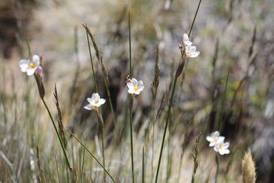 Olsynium junceum, photographed by Romi Galeota Lencina