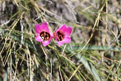 Rhodolirium andicola, photographed by Romi Galeota Lencina