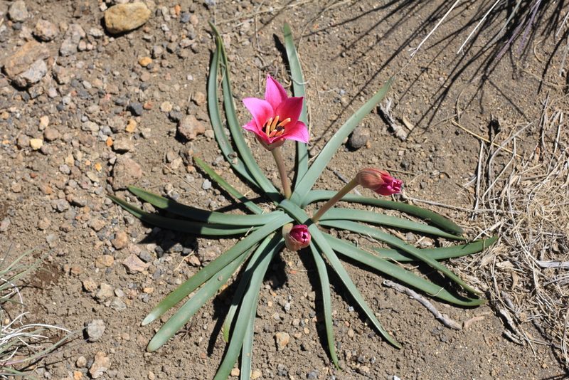Rhodolirium andicola, photographed by Romi Galeota Lencina