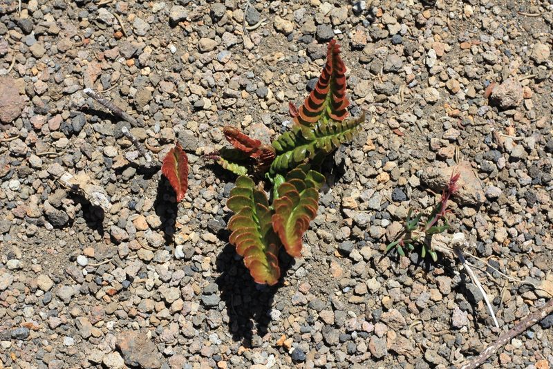 Austroblechnum microphyllum, photographed by Romi Galeota Lencina