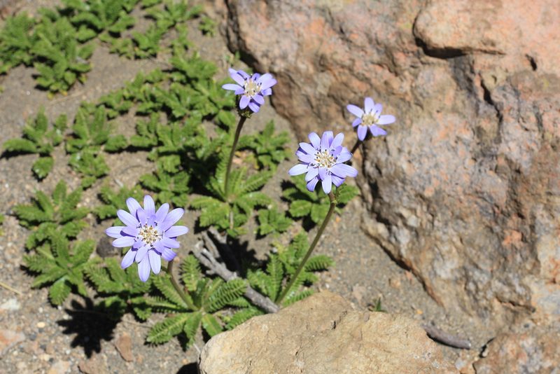 Perezia pedicularidifolia, photographed by Romi Galeota Lencina