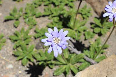 Perezia pedicularidifolia, photographed by Romi Galeota Lencina