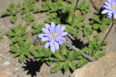 Perezia pedicularidifolia, photographed by Romi Galeota Lencina