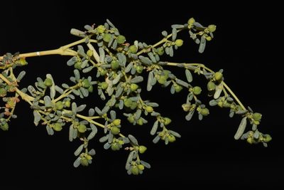 Euphorbia golondrina, photographed by Brian Finzel