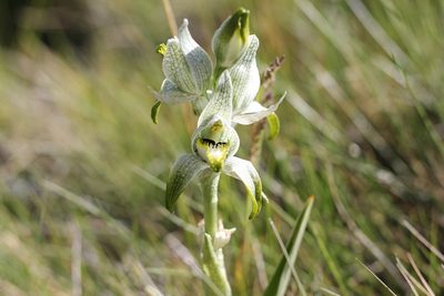 Chloraea magellanica, photographed by Romi Galeota Lencina