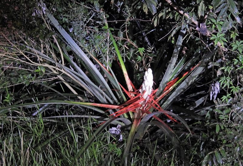 Bromelia balansae, photographed by Hugo Hulsberg