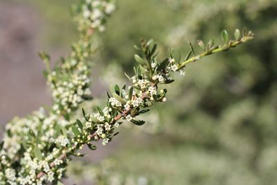 Ochetophila trinervis, photographed by Romi Galeota Lencina