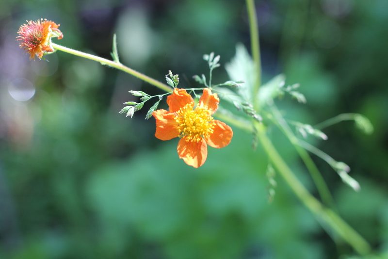 Geum quellyon, photographed by Romi Galeota Lencina