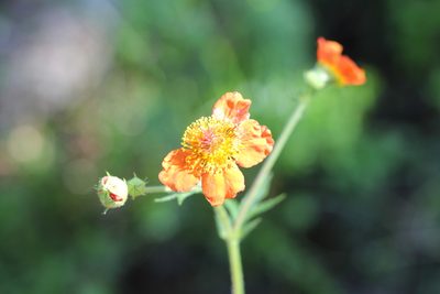 Geum quellyon, photographed by Romi Galeota Lencina
