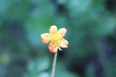Geum quellyon, photographed by Romi Galeota Lencina