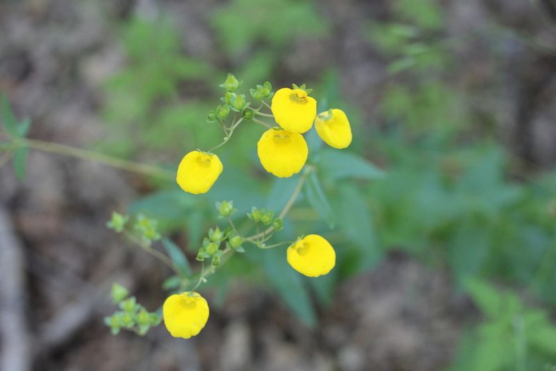 Calceolaria undulata, photographed by Romi Galeota Lencina