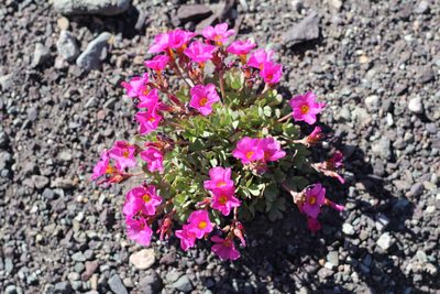 Oxalis squamata, photographed by Romi Galeota Lencina