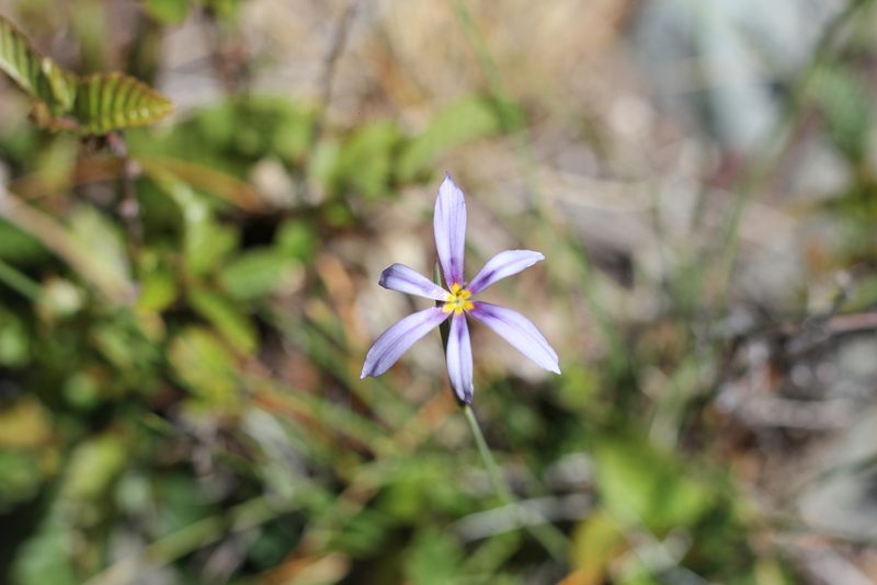 Solenomelus segethi, photographed by Romi Galeota Lencina