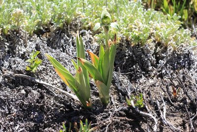Chloraea magellanica, photographed by Romi Galeota Lencina
