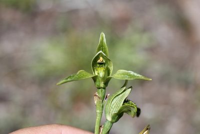 Chloraea viridiflora, photographed by Romi Galeota Lencina
