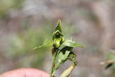 Chloraea viridiflora, photographed by Romi Galeota Lencina