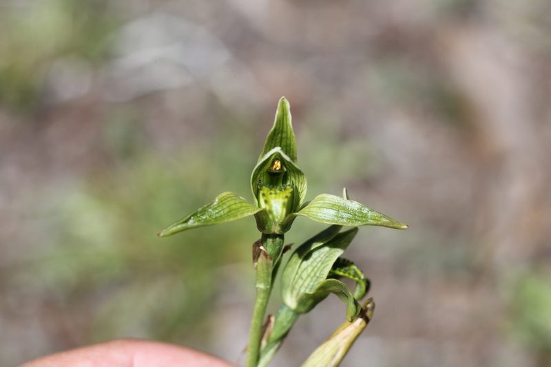Chloraea viridiflora, photographed by Romi Galeota Lencina