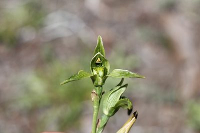 Chloraea viridiflora, photographed by Romi Galeota Lencina