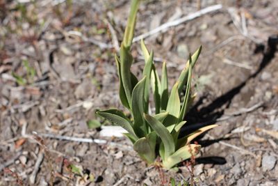 Chloraea viridiflora, photographed by Romi Galeota Lencina