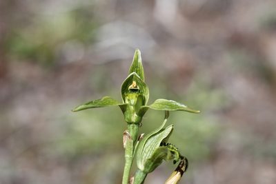 Chloraea viridiflora, photographed by Romi Galeota Lencina