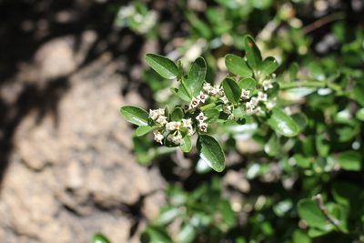 Discaria chacaye, photographed by Romi Galeota Lencina