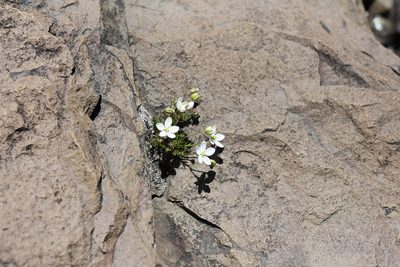 Spergularia depauperata, photographed by Romi Galeota Lencina