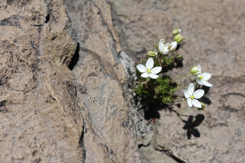 Spergularia depauperata, photographed by Romi Galeota Lencina