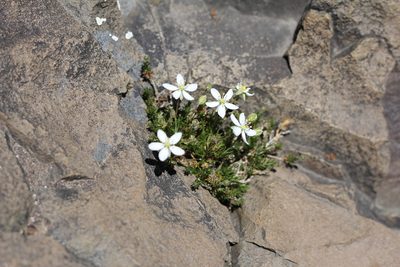 Spergularia depauperata, photographed by Romi Galeota Lencina
