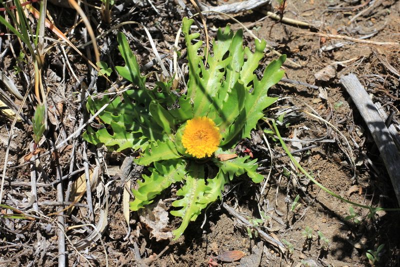 Hypochaeris acaulis, photographed by Romi Galeota Lencina