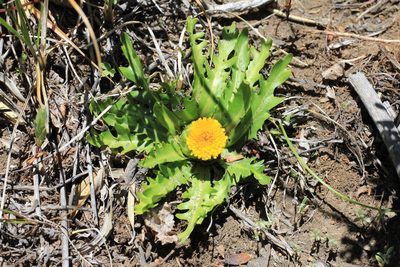 Hypochaeris acaulis, photographed by Romi Galeota Lencina