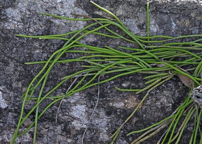 Rhipsalis baccifera, photographed by Hugo Hulsberg