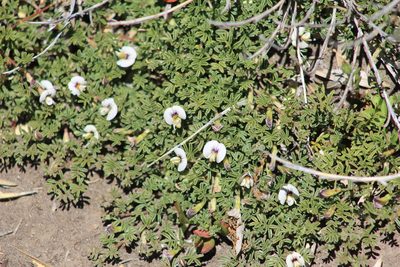 Adesmia parvifolia