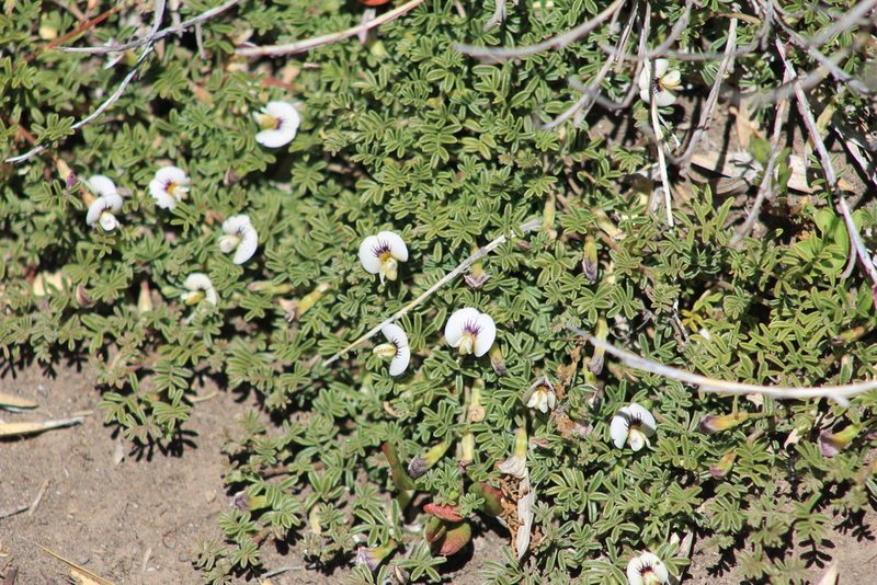 Adesmia parvifolia, photographed by Romi Galeota Lencina
