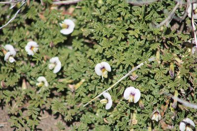 Adesmia parvifolia, photographed by Romi Galeota Lencina