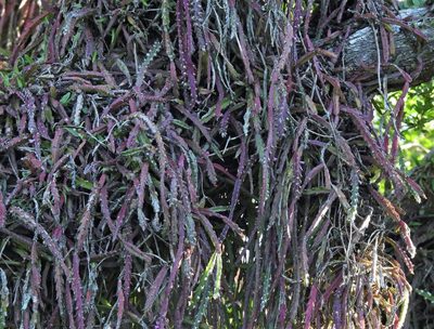 Lepismium cruciforme, photographed by Hugo Hulsberg