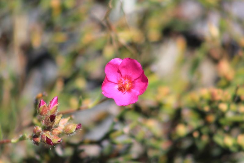 Montiopsis umbellata, photographed by Romi Galeota Lencina