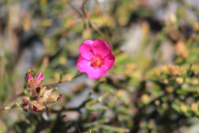 Montiopsis umbellata, photographed by Romi Galeota Lencina