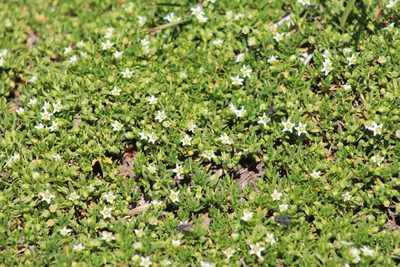 Arenaria digyna, photographed by Romi Galeota Lencina