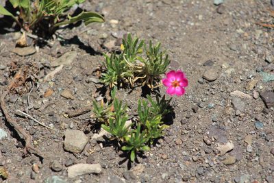 Montiopsis umbellata, photographed by Romi Galeota Lencina