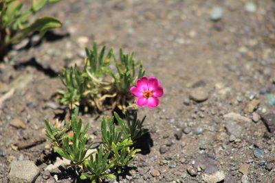 Montiopsis umbellata, photographed by Romi Galeota Lencina