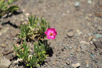 Montiopsis umbellata, photographed by Romi Galeota Lencina