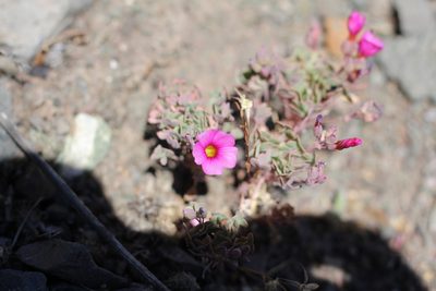 Oxalis squamata, photographed by Romi Galeota Lencina