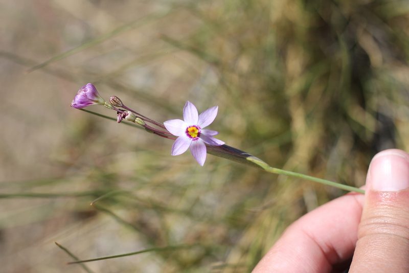 Olsynium junceum, photographed by Romi Galeota Lencina