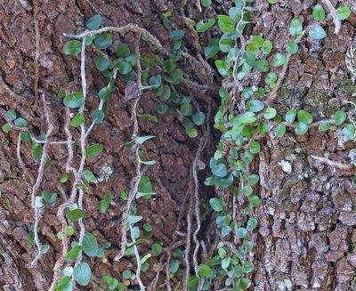 Microgramma vacciniifolia, photographed by Hugo Hulsberg